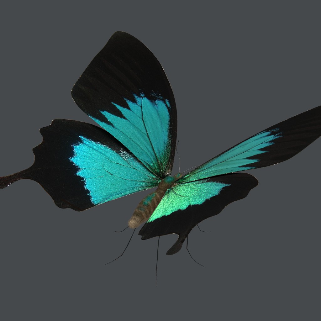 Ulysses Butterfly preview image 2